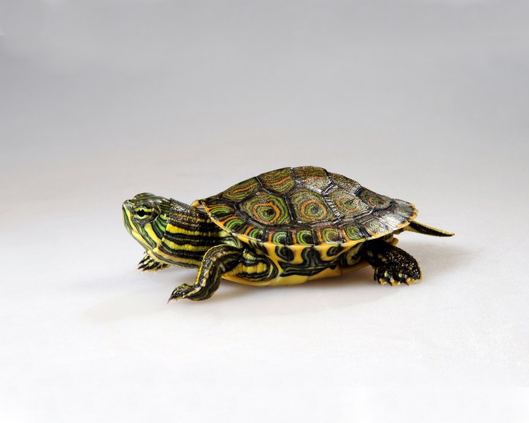 Meso-American Turtle ~ 3-5cm